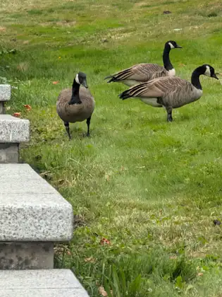 Three geese stand on bright green grass beside a set of speckled stone steps, one facing the camera and two in profile beside it with their heads raised.