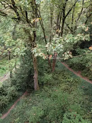 Looking down from a height into a wooded ravine, where narrow dirt paths wind through a carpet of ferns and low green ground cover beneath leafy trees.