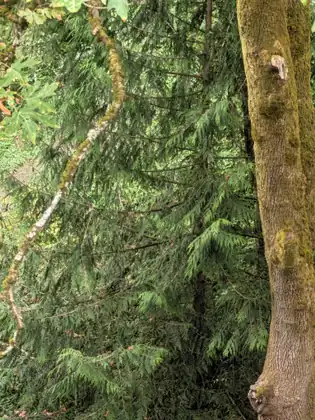 A tall moss-streaked trunk rises beside a feathery evergreen, with a thin, moss-flecked stem snaking down through the branches and a few broad green leaves at the top edge.