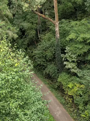 Looking down from above onto a paved path running through a deep green gully of dense shrubs and tall trees, one trunk wrapped in a dark climbing vine.