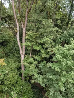 A canopy of leafy trees seen from above, tall pale trunks rising out of dense green foliage, with a white vehicle half hidden among the trees at the left.