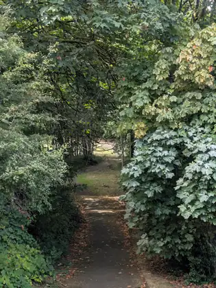 A narrow paved path winds away through a tunnel of tall shrubs and overhanging trees, their big pale-green leaves catching the light, toward a sunlit opening.