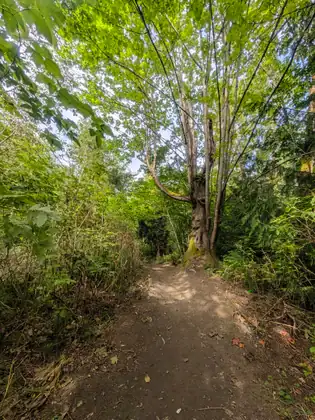 A dirt trail scattered with fallen leaves leads toward a gnarled tree with several tall trunks under a canopy of bright green leaves, with dry grass and undergrowth on both sides.