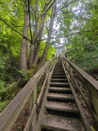 A long flight of weathered wooden steps climbing steeply up through green trees.