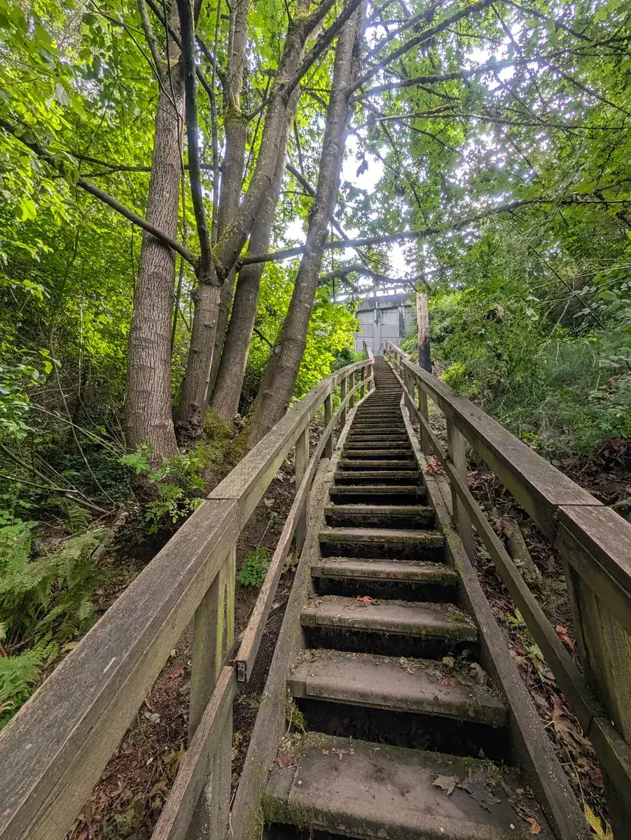 A long flight of weathered wooden steps climbing steeply up through green trees.