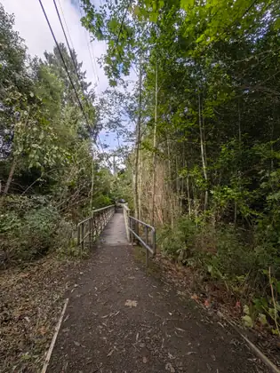 A dirt path edged with timber boards leads past metal handrails onto a narrow footbridge with pale lattice sides, between tall trees and dense undergrowth beneath overhead power lines.