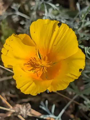 A close-up of a single golden-yellow flower with four broad, crinkled petals deepening to orange at the centre, among fine silvery-grey foliage and dry stems.