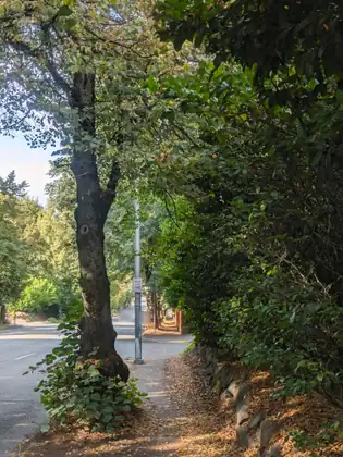 A tree-lined sidewalk strewn with fallen leaves runs beside a road with a few distant cars, past a thick trunk with leafy growth at its base and a pole carrying a small sign reading No Parking 4-6PM.