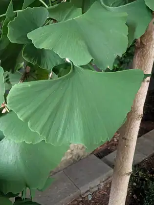 A close-up of broad, fan-shaped green leaves with finely ribbed surfaces and wavy edges, on a slender pale-barked young tree beside a concrete curb with a drain grate.