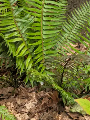 Long, glossy fern fronds with rows of narrow leaflets fan out over a forest floor of dry brown fallen leaves, with a single yellow-green leaf at the edge.