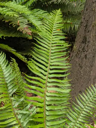 A close-up of a long fern frond, its neat rows of leaflets running down a central stem, with more fronds crowding in beside a rough, dark tree trunk.