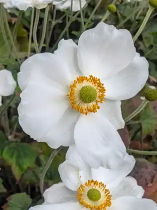 Two white flowers with broad, rounded petals and rings of golden stamens around round green centres, among long thin stems, small buds and dark green leaves.