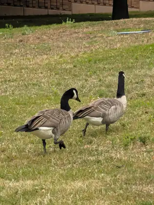 Two geese with long black necks and white chin patches walk across a lawn of patchy green and dry grass, one lifting a webbed foot mid-stride.