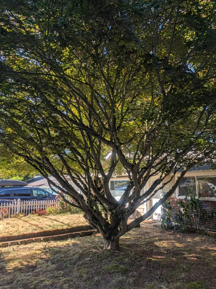 A broad low-branched tree in full leaf on a patch of dry grass, with parked cars and a building behind it.