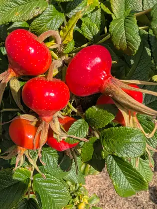 Plump, glossy red rose hips hanging in a cluster among crinkled green leaves in bright sunshine.