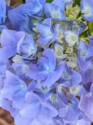 A close view of a hydrangea flower head, its small four-petalled florets in soft lavender blue, with paler cream florets opening near the middle.