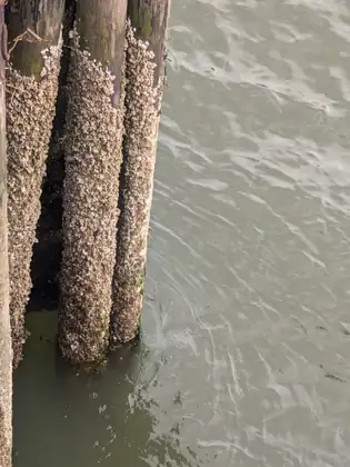 Looking straight down at thick wooden pilings crusted with barnacles where they meet murky green-grey water, ripples running past them.