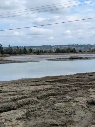 Clumps of flattened brown marsh grass on a muddy bank in the foreground, a channel of water and grey mudflats beyond, with evergreens and houses on a hill on the far side.