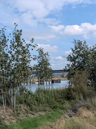 Young pale-trunked trees with silvery-green leaves frame a glimpse of water, old timber pilings and a long concrete highway bridge, with tall weeds and a strip of green grass in front.