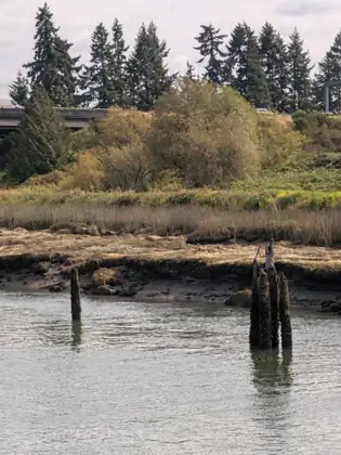 A lone dark piling and a cluster of broken, crusted wooden pilings stand in rippled water before a muddy bank, with golden marsh grass, bushes and tall evergreens behind and a white van on a bridge at the top left.