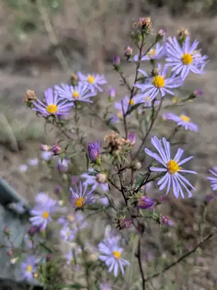 A close view of pale purple daisy-like flowers with yellow centres and purple buds on branching stems, against a soft blur of dry ground.