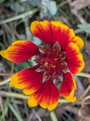 A close-up of a single flower with fringed petals that fade from deep red to bright yellow at the tips, around a dark red centre speckled with yellow pollen.