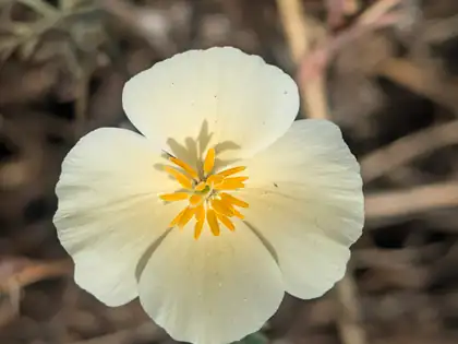 A pale cream flower with four broad, cupped petals and a cluster of orange-yellow stamens at its centre, against a blurred background of dry brown stems.
