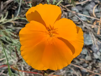 A bright orange flower with four silky, overlapping petals open among grey gravel, dry stems and feathery grey-green leaves.