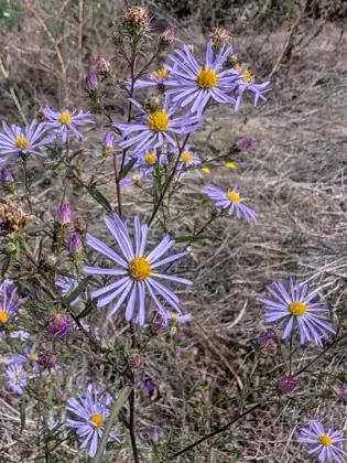 A spray of pale purple daisy-like flowers with yellow centers and purple buds on branching reddish stems, seen from above against a bed of dry, flattened grass.