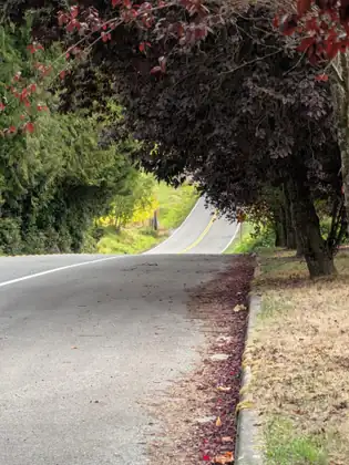 A two-lane road dipping and climbing away under the arching branches of a row of trees with dark purple leaves, with fallen leaves heaped along the curb in the foreground.