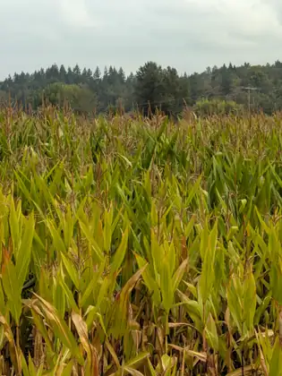 A field of tall corn in tassel filling most of the frame, with power lines and a dark wooded ridge under a grey sky beyond.