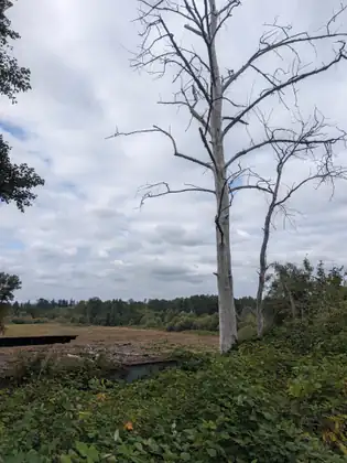 Two dead trees with pale grey trunks and bare branches, one tall and one slender, rise over thick green undergrowth, with low shed roofs, one heaped with fallen branches, and a flat brown field beyond under a cloudy sky.