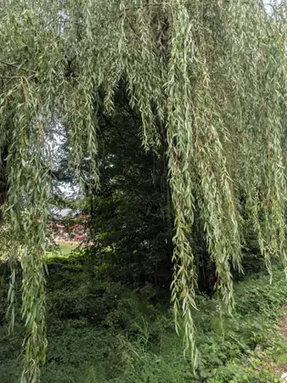 Long, trailing branches of a willow hanging like a curtain over thick undergrowth, with a red barn just visible through a gap in the trees.
