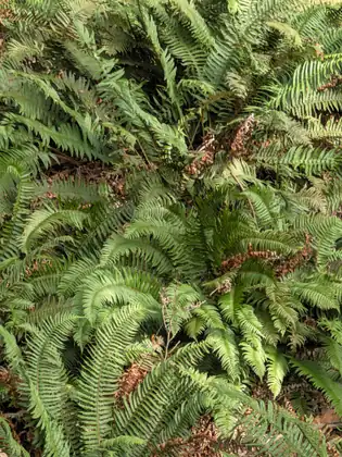 A dense clump of ferns filling the frame, their long green fronds spreading over a forest floor of dry brown leaf litter and dead fronds.