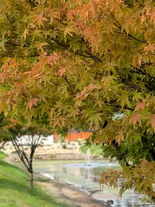 Small, deeply lobed leaves turning orange and pink on the branches of a tree, framing a pond with a fountain playing beyond and a grassy bank on the left.