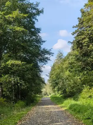 A paved trail running straight between tall trees and long grass, dappled with leaf litter.