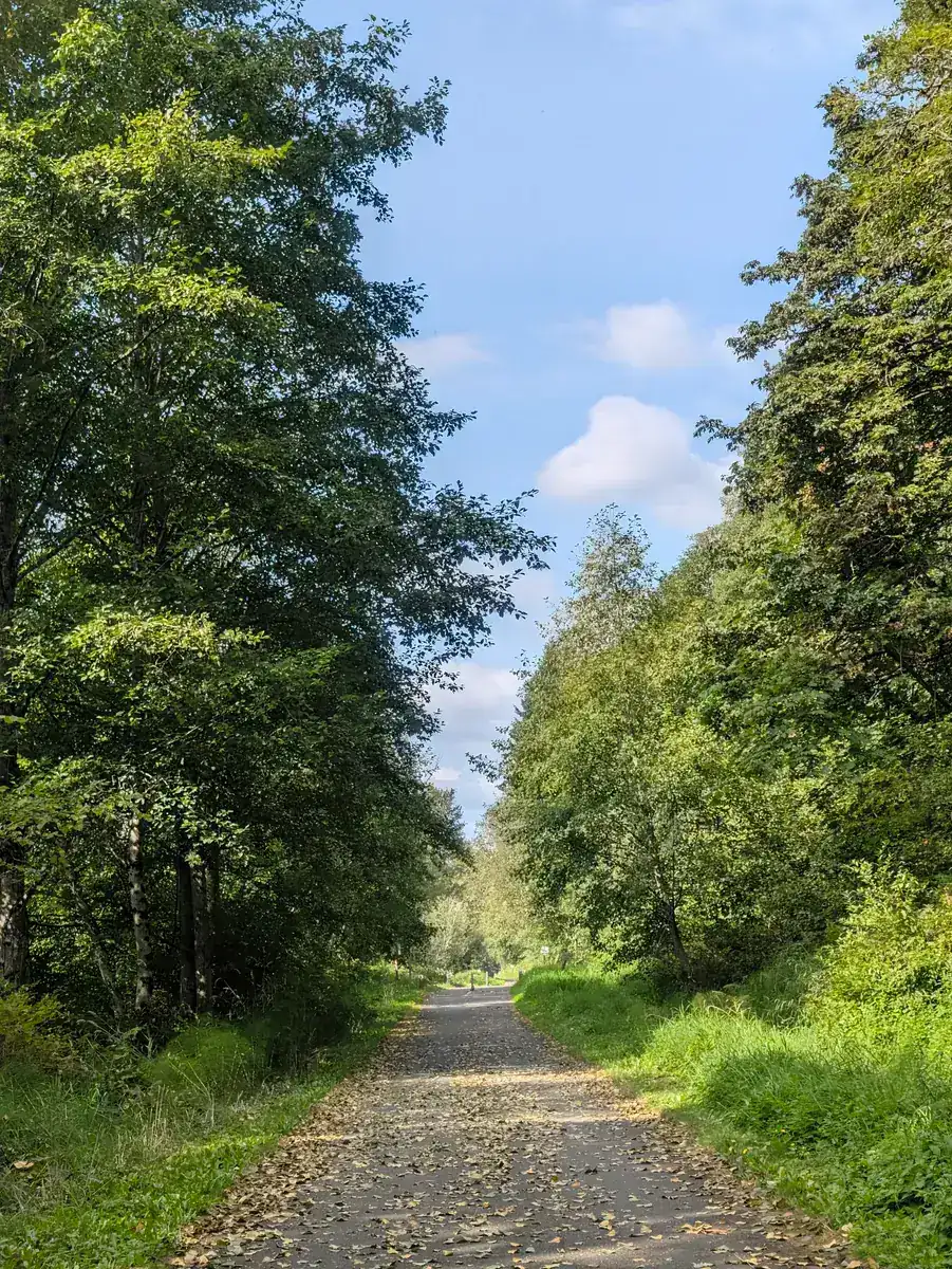 A paved trail running straight between tall trees and long grass, dappled with leaf litter.