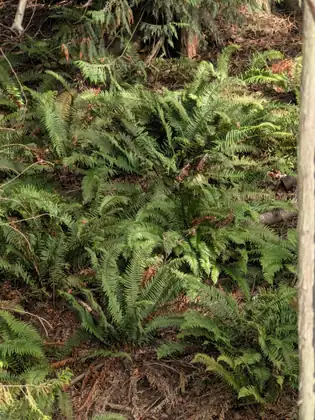 Clumps of ferns spread across a sloping forest floor of brown needles, dead fronds and fallen twigs, with drooping evergreen boughs at the top and a pale, straight trunk along the right edge.