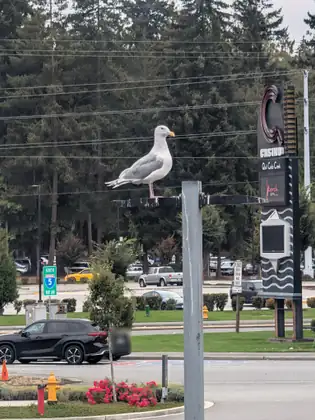 A gull standing on the crossbar of a grey metal pole beside a road, in front of a tall sign reading Casino, Quil Ceda Creek, Torch Grill, with parked cars and tall evergreens behind.
