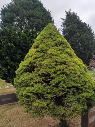 A dense, cone-shaped evergreen standing in a cemetery among taller dark trees, with granite headstones in the dry grass around it and a small American flag on a grave in the distance.