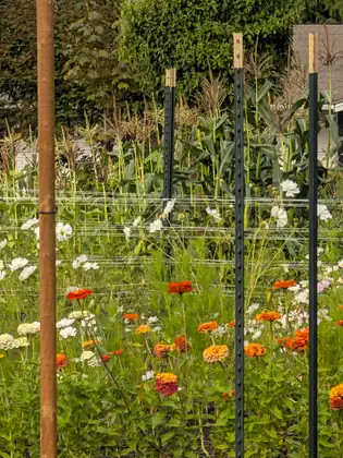 Orange, red and white flowers growing thickly behind a wire trellis strung between green metal posts, with tall corn plants in tassel rising behind them.