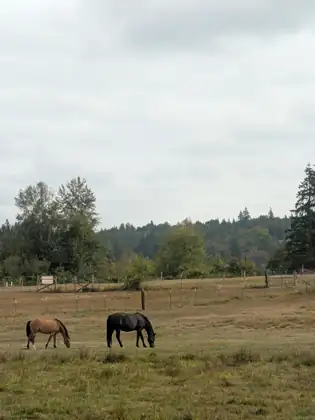 Two horses, one light brown and one black, grazing side by side in a dry fenced pasture beneath a wide grey sky, with trees and wooded hills beyond.