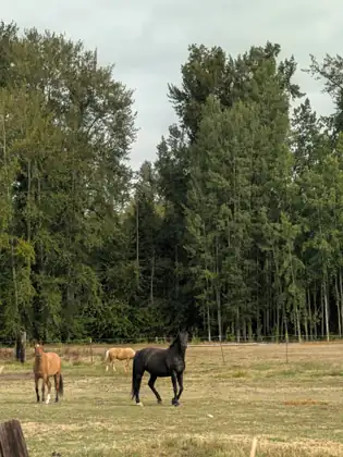 A black horse in mid-stride across a dry pasture with its head turned towards the camera, a light brown horse standing at left and a pale horse facing away by the wire fence, with tall trees behind.