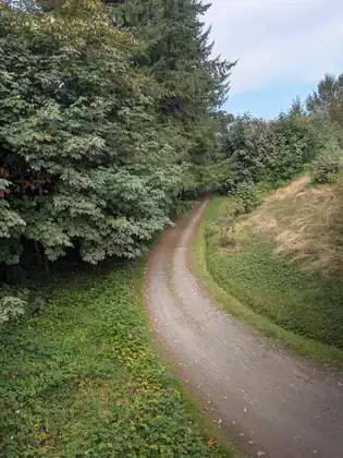 A single gravel track bending away below, between a dark mass of trees on the left and a grassy, overgrown bank on the right, with fallen leaves scattered along it.