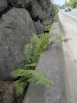 A fern growing out of the gap between a wall of grey boulders and a concrete curb, beside a road where a vehicle approaches with its headlights on.