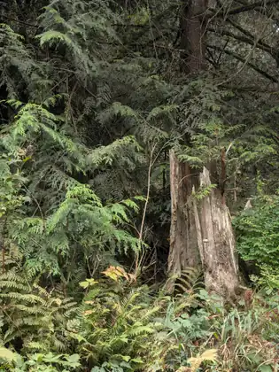 A broken, weathered tree stump standing in dense woodland among drooping evergreen boughs, with ferns and leafy undergrowth thick around its base.