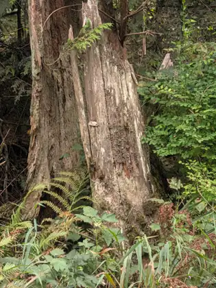 Close up, the split grey trunk of a tall broken stump, its wood weathered into long cracked strips, with ferns and leafy shrubs growing around its base.