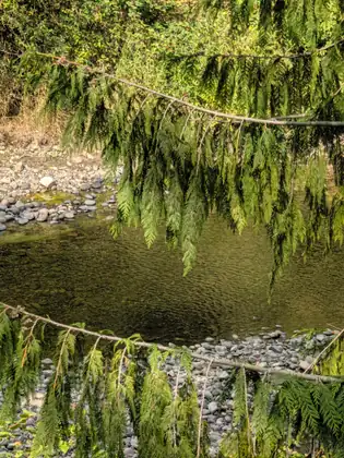 Drooping evergreen boughs hanging across the frame in front of a shallow, rippled stream running between banks of rounded grey stones.