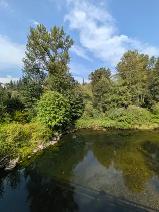 A still, clear stretch of water seen from above, mirroring the tall trees on its bank, under a bright blue sky with streaks of white cloud.