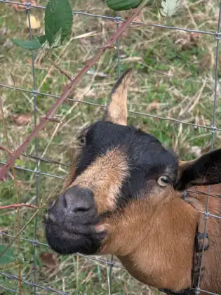 A brown and black goat pushing its nose through a wire fence at the edge of a field.
